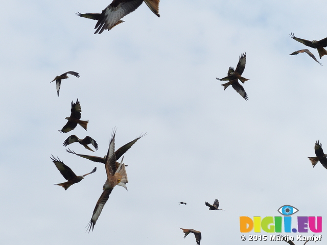 FZ021874 Red kites (Milvus milvus)